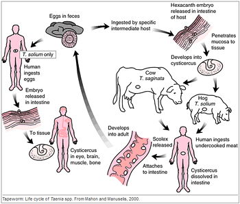 Pic: Lifecycle of tapeworm